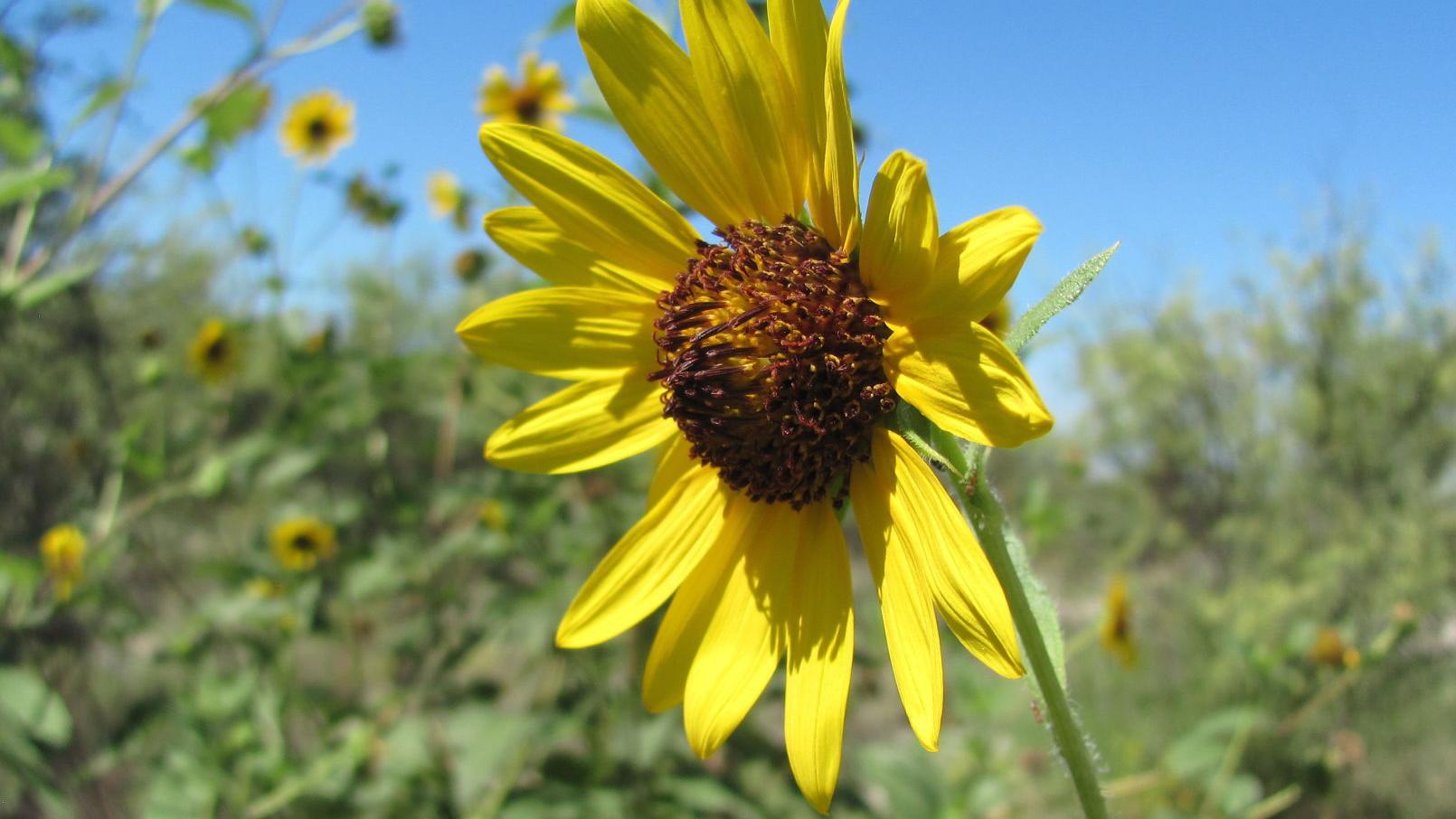 Tucson weather: Cool morning temps make way for a warm afternoon